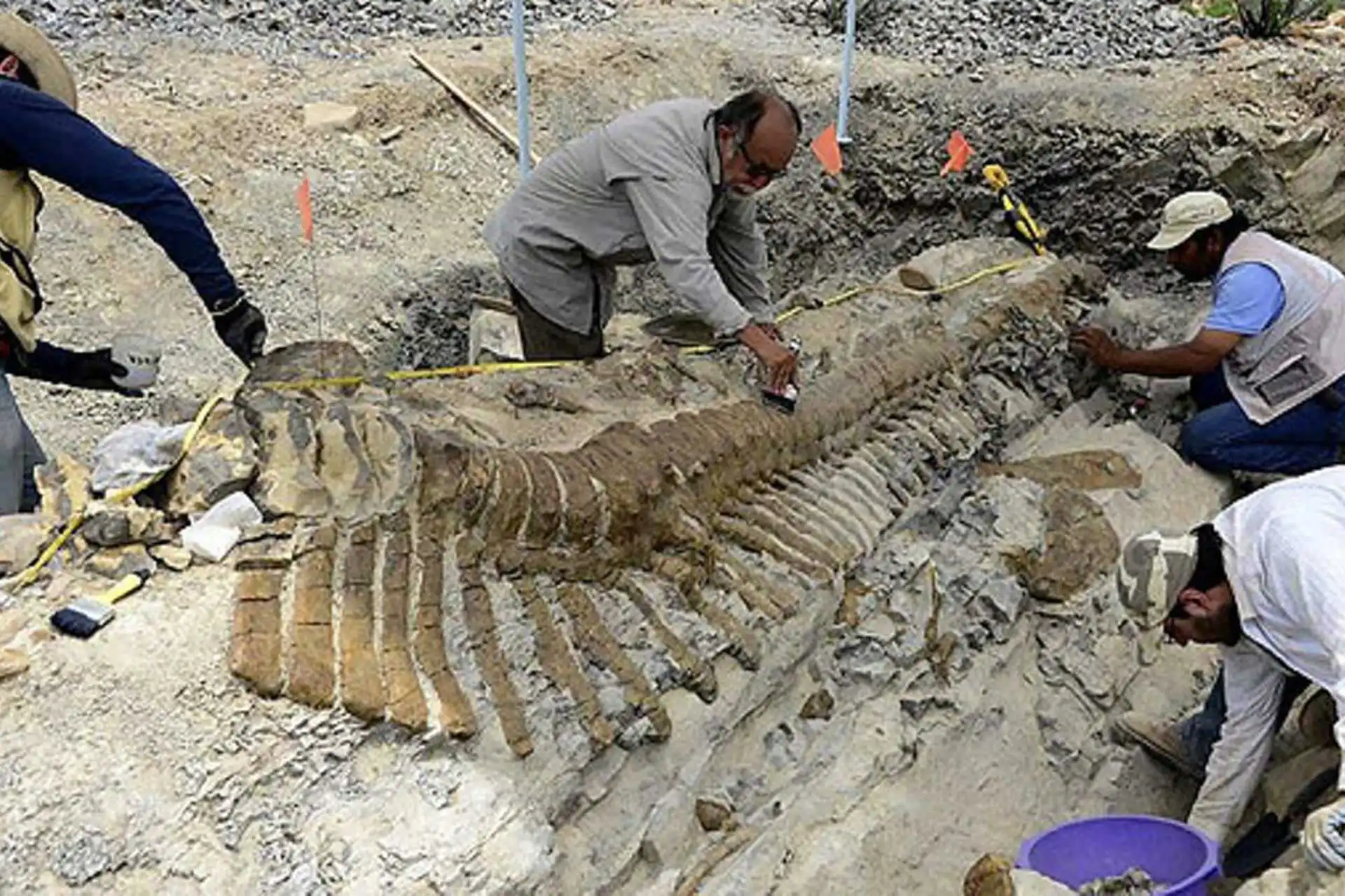 Paleontología