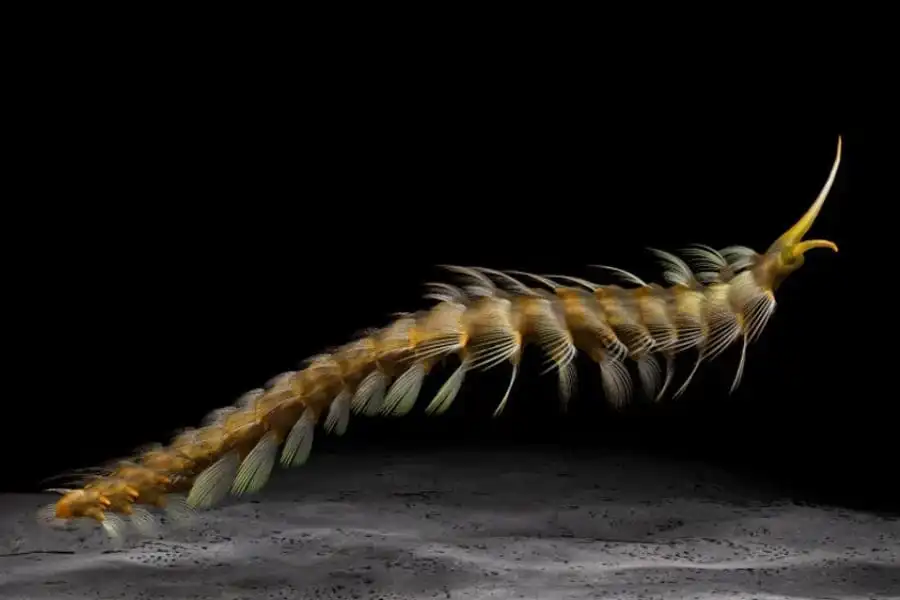 Burgessochaeta