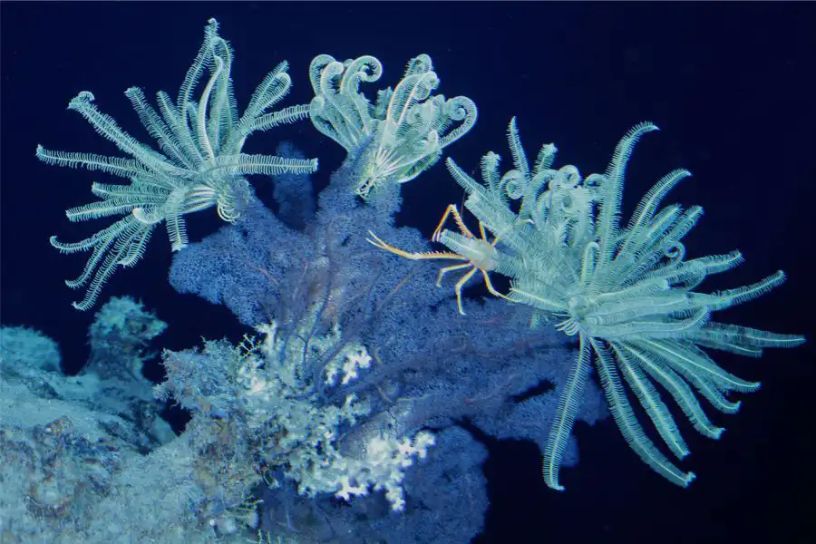 Crinoideos
