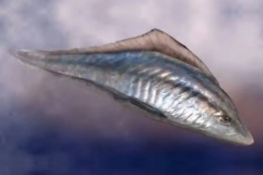 Myllokunmingia