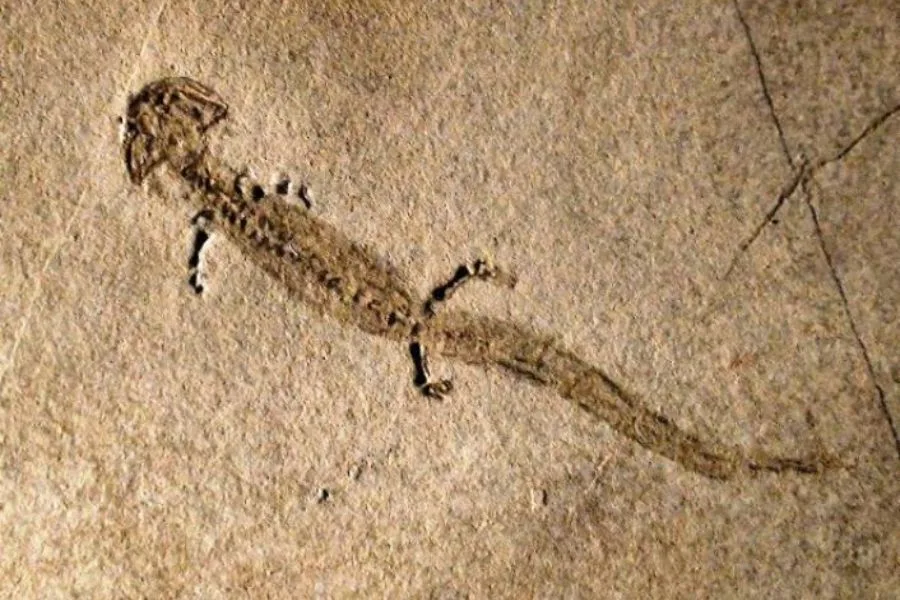Branchiosaurus