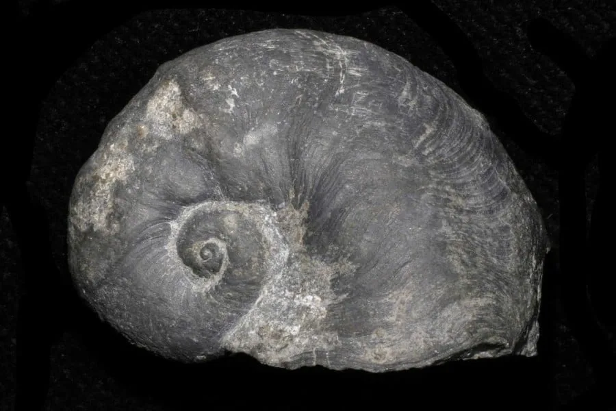 Platyceras