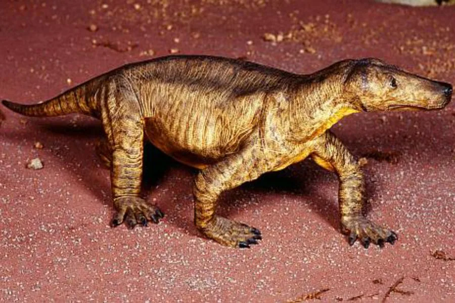 Procynosuchus